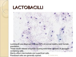 LLAACCTTOOBBAACCIILLLLII 
Lactobacilli are observed in about 50% of normal healthy adult female 
population. 
These bacilli release enzymes causing extensive cytolysis of glycogen 
containing cells. 
Mainly affect intermediate and superficial cells. 
Parabasal cells are generally spared. dr. monika nema 
 