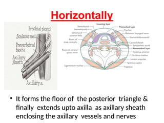 cervical fascia anatomy head & neck.pptx