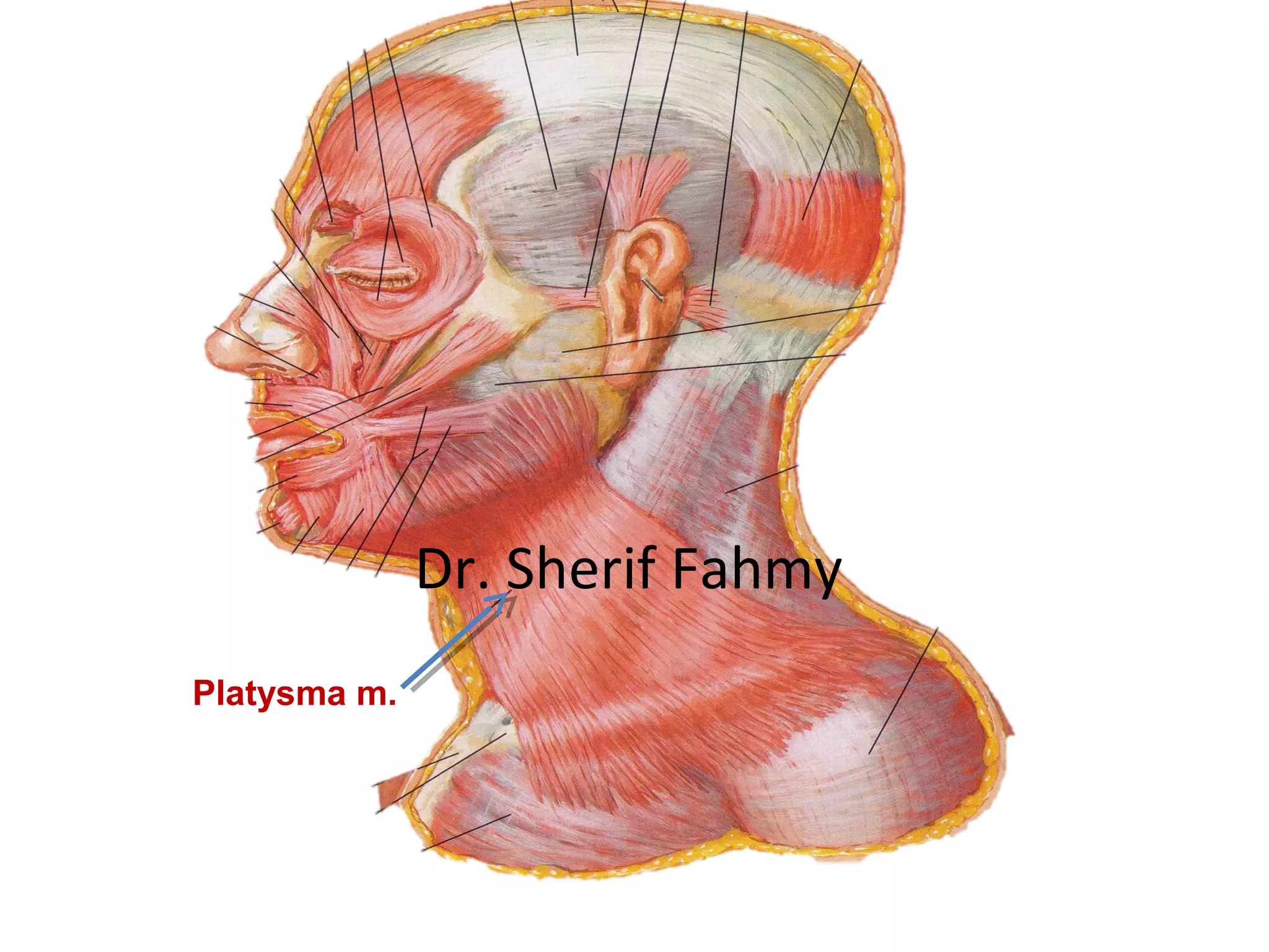 Cervical Fascia & Posterior Triangle (Anatomy of the Neck) PPT