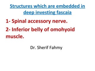 Structures which are embedded in
deep investing fascaia
1- Spinal accessory nerve.
2- Inferior belly of omohyoid
muscle.
D...