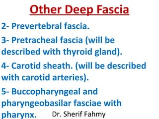 Other Deep Fascia
2- Prevertebral fascia.
3- Pretracheal fascia (will be
described with thyroid gland).
4- Carotid sheath....