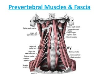 Prevertebral Muscles & Fascia
Dr. Sherif Fahmy
 
