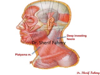 Platysma m.
Deep investing
fascia
Dr. Sherif Fahmy
Dr. Sherif Fahmy
 