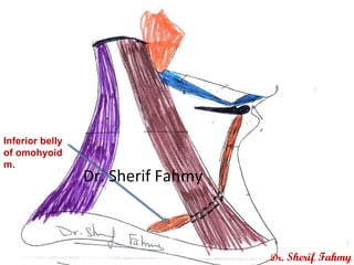 Inferior belly
of omohyoid
m.
Dr. Sherif Fahmy
Dr. Sherif Fahmy
 