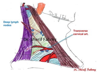 Transverse
cervical art.
Deep lymph
nodes
Dr. Sherif Fahmy
Dr. Sherif Fahmy
 