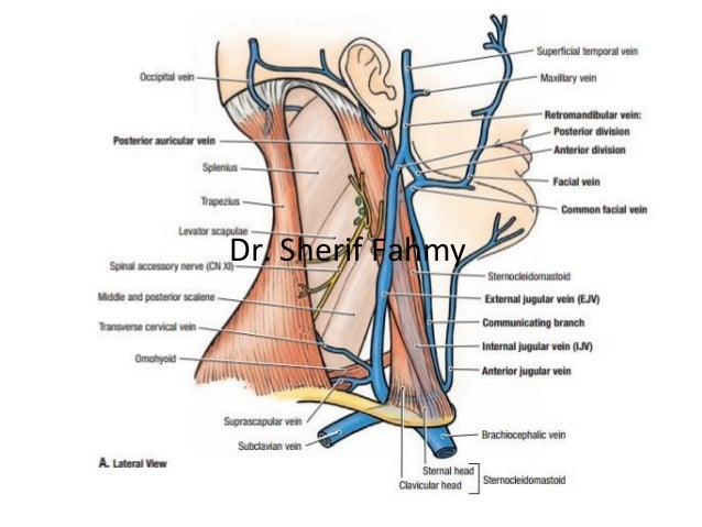 Cervical Fascia Posterior Triangle Anatomy Of The Neck