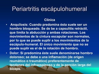 Periartritis escápulohumeral
Clínica
• Anquilosis: Cuando predomina ésta suele ser un
hombro bloqueado. Se de be a capsulitis retráctil,
que limita la abducción y ambas rotaciones. Los
movimientos de la cintura escapular son normales,
por lo que se puede suplir a los movimientos de la
escápulo-humeral. El único movimiento que no se
puede suplir es el de la rotación de hombro.
• Dolor: Si predomina éste suele denominarse hombro
doloroso; se debe a una inflamación (de origen
reumático o traumático) preferentemente de
tendones del infraespinoso y de la porción larga del
bíceps.
 