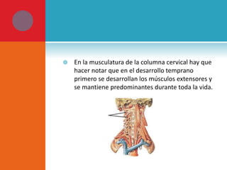  En la musculatura de la columna cervical hay que 
hacer notar que en el desarrollo temprano 
primero se desarrollan los músculos extensores y 
se mantiene predominantes durante toda la vida. 
 