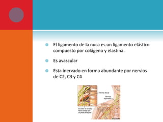  El ligamento de la nuca es un ligamento elástico 
compuesto por colágeno y elastina. 
 Es avascular 
 Esta inervado en forma abundante por nervios 
de C2, C3 y C4 
 