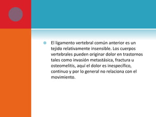  El ligamento vertebral común anterior es un 
tejido relativamente insensible. Los cuerpos 
vertebrales pueden originar dolor en trastornos 
tales como invasión metastásica, fractura u 
osteomelitis, aquí el dolor es inespecífico, 
continuo y por lo general no relaciona con el 
movimiento. 
 