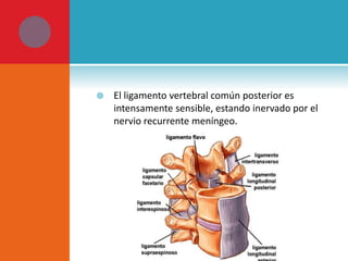  El ligamento vertebral común posterior es 
intensamente sensible, estando inervado por el 
nervio recurrente meníngeo. 
 