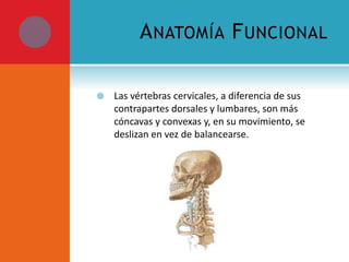 ANATOMÍA FUNCIONAL 
 Las vértebras cervicales, a diferencia de sus 
contrapartes dorsales y lumbares, son más 
cóncavas y convexas y, en su movimiento, se 
deslizan en vez de balancearse. 
 