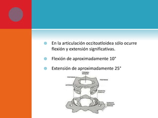  En la articulación occitoatloidea sólo ocurre 
flexión y extensión significativas. 
 Flexión de aproximadamente 10° 
 Extensión de aproximadamente 25° 
 