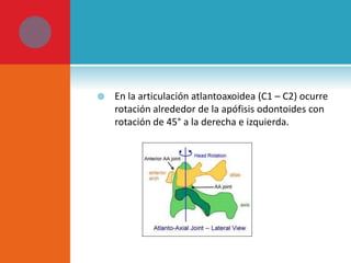  En la articulación atlantoaxoidea (C1 – C2) ocurre 
rotación alrededor de la apófisis odontoides con 
rotación de 45° a la derecha e izquierda. 
 