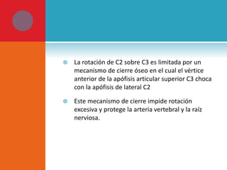  La rotación de C2 sobre C3 es limitada por un 
mecanismo de cierre óseo en el cual el vértice 
anterior de la apófisis articular superior C3 choca 
con la apófisis de lateral C2 
 Este mecanismo de cierre impide rotación 
excesiva y protege la arteria vertebral y la raíz 
nerviosa. 
 