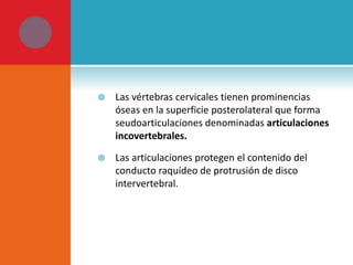  Las vértebras cervicales tienen prominencias 
óseas en la superficie posterolateral que forma 
seudoarticulaciones denominadas articulaciones 
incovertebrales. 
 Las articulaciones protegen el contenido del 
conducto raquídeo de protrusión de disco 
intervertebral. 
 