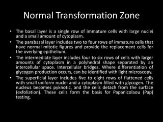 Normal Transformation Zone
• The basal layer is a single row of immature cells with large nuclei
  and a small amount of cytoplasm.
• The parabasal layer includes two to four rows of immature cells that
  have normal mitotic figures and provide the replacement cells for
  the overlying epithelium.
• The intermediate layer includes four to six rows of cells with larger
  amounts of cytoplasm in a polyhedral shape separated by an
  intercellular space. Intercellular bridges. Where differentiation of
  glycogen production occurs, can be identified with light microscopy.
• The superficial layer includes five to eight rows of flattened cells
  with small uniform nuclei and a cytoplasm filled with glycogen. The
  nucleus becomes pyknotic, and the cells detach from the surface
  (exfoliation). These cells form the basis for Papanicolaou (Pap)
  testing.
 