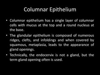 Columnar Epithelium
• Columnar epithelium has a single layer of columnar
  cells with mucus at the top and a round nucleus at
  the base.
• The glandular epithelium is composed of numerous
  ridges, clefts, and infoldings and when covered by
  squamous, metaplasia, leads to the appearance of
  gland openings.
• Technically, the endocervix is not a gland, but the
  term gland opening often is used.
 