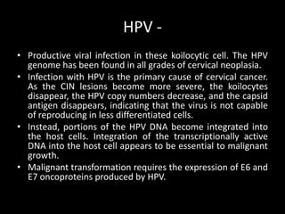 HPV -
• Productive viral infection in these koilocytic cell. The HPV
  genome has been found in all grades of cervical neoplasia.
• Infection with HPV is the primary cause of cervical cancer.
  As the CIN lesions become more severe, the koilocytes
  disappear, the HPV copy numbers decrease, and the capsid
  antigen disappears, indicating that the virus is not capable
  of reproducing in less differentiated cells.
• Instead, portions of the HPV DNA become integrated into
  the host cells. Integration of the transcriptionally active
  DNA into the host cell appears to be essential to malignant
  growth.
• Malignant transformation requires the expression of E6 and
  E7 oncoproteins produced by HPV.
 