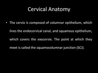 Cervical Anatomy

• The cervix is composed of columnar epithelium, which

  lines the endocervical canal, and squamous epithelium,

  which covers the exocervix. The point at which they

  meet is called the squamocolumnar junction (SCJ).
 