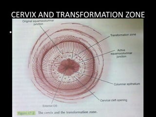 CERVIX AND TRANSFORMATION ZONE
• Figure – 17.1 , 17.2 & 17.3
 