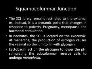 Squamocolumnar Junction
• The SCJ rarely remains restricted to the external
  os. Instead, it is a dynamic point that changes in
  response to puberty. Pregnancy, menopause and
  hormonal stimulation.
• In neonates, the SCJ is located on the exocervix.
  At menarche, the production of estrogen causes
  the vaginal epithelium to fill with glycogen.
• Lactobacilli act on the glycogen to lower the pH,
  stimulating the subcolumnar reserve cells to
  undergo metaplasia.
 