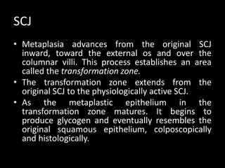 SCJ
• Metaplasia advances from the original SCJ
  inward, toward the external os and over the
  columnar villi. This process establishes an area
  called the transformation zone.
• The transformation zone extends from the
  original SCJ to the physiologically active SCJ.
• As the metaplastic epithelium in the
  transformation zone matures. It begins to
  produce glycogen and eventually resembles the
  original squamous epithelium, colposcopically
  and histologically.
 