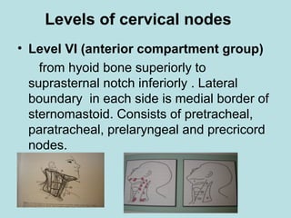 Levels of cervical nodes
• Level VI (anterior compartment group)
from hyoid bone superiorly to
suprasternal notch inferiorly . Lateral
boundary in each side is medial border of
sternomastoid. Consists of pretracheal,
paratracheal, prelaryngeal and precricord
nodes.
 