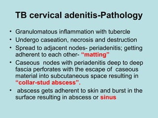 TB cervical adenitis-Pathology
• Granulomatous inflammation with tubercle
• Undergo caseation, necrosis and destruction
• Spread to adjacent nodes- periadenitis; getting
adherent to each other- “matting”
• Caseous nodes with periadenitis deep to deep
fascia perforates with the escape of caseous
material into subcutaneous space resulting in
“collar-stud abscess”.
• abscess gets adherent to skin and burst in the
surface resulting in abscess or sinus
 