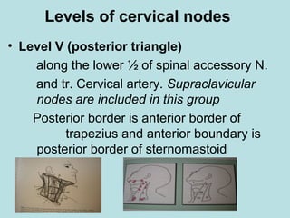 Levels of cervical nodes
• Level V (posterior triangle)
along the lower ½ of spinal accessory N.
and tr. Cervical artery. Supraclavicular
nodes are included in this group
Posterior border is anterior border of
trapezius and anterior boundary is
posterior border of sternomastoid
 