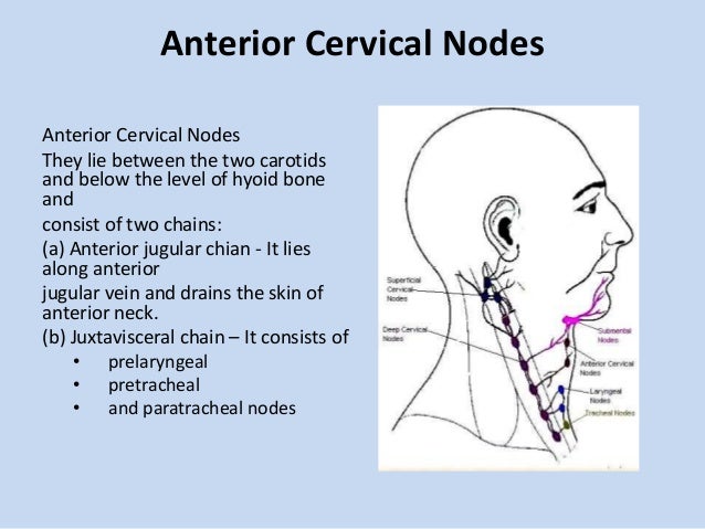 shotty anterior cervical lymphadenopathy shotty anterior cervical lymphadenopathy