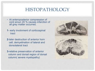 HISTOPATHOLOGY
• At anteroposterior compression of
cord aroun 20 % causes infarction of
all grey matter occurred.
1- early involvment of corticospinal
tract
2-later destruction of anterior horn
cell, demyelination of lateral and
dorsolateral tract
3-relative preservation of anterior
column and dorsal region of dorsal
column( severe myelopathy)
 