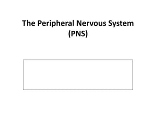 The Peripheral Nervous System
(PNS)
 