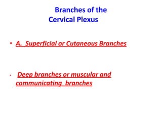 Branches of the
Cervical Plexus
• A. Superficial or Cutaneous Branches
• Deep branches or muscular and
communicating branches
 