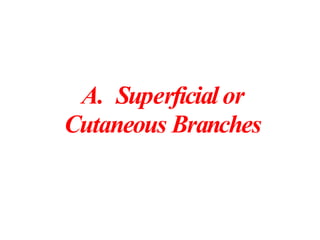 A. Superficial or
Cutaneous Branches
 