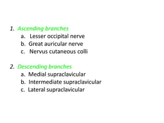 1. Ascending branches
a. Lesser occipital nerve
b. Great auricular nerve
c. Nervus cutaneous colli
2. Descending branches
a. Medial supraclavicular
b. Intermediate supraclavicular
c. Lateral supraclavicular
 