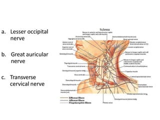 a. Lesser occipital
nerve
b. Great auricular
nerve
c. Transverse
cervical nerve
 