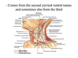 - Comes from the second cervical ventral ramus
and sometimes also from the third
 
