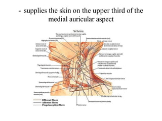 - supplies the skin on the upper third of the
medial auricular aspect
 