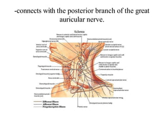 -connects with the posterior branch of the great
auricular nerve.
 