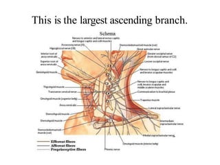 This is the largest ascending branch.
 