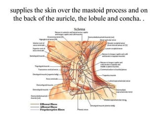 supplies the skin over the mastoid process and on
the back of the auricle, the lobule and concha. .
 