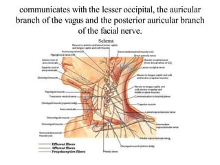 communicates with the lesser occipital, the auricular
branch of the vagus and the posterior auricular branch
of the facial nerve.
 
