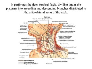 It perforates the deep cervical fascia, dividing under the
platysma into ascending and descending branches distributed to
the anterolateral areas of the neck.
 