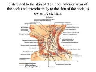 distributed to the skin of the upper anterior areas of
the neck and anterolaterally to the skin of the neck, as
low as the sternum.
 