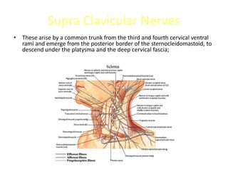 Supra Clavicular Nerves
• These arise by a common trunk from the third and fourth cervical ventral
rami and emerge from the posterior border of the sternocleidomastoid, to
descend under the platysma and the deep cervical fascia;
 