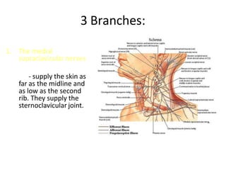 3 Branches:
1. The medial
supraclavicular nerves
- supply the skin as
far as the midline and
as low as the second
rib. They supply the
sternoclavicular joint.
 