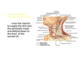 2. The intermediate
supraclavicular nerves
-cross the clavicle
to supply the skin over
the pectoralis major
and deltoid down to
the level of the
second rib
 