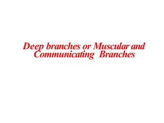 Deep branches or Muscular and
Communicating Branches
 