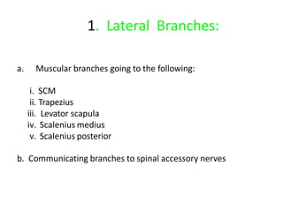 1. Lateral Branches:
a. Muscular branches going to the following:
i. SCM
ii. Trapezius
iii. Levator scapula
iv. Scalenius medius
v. Scalenius posterior
b. Communicating branches to spinal accessory nerves
 